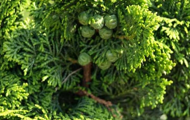 Koster's Hinoke Falsecypress