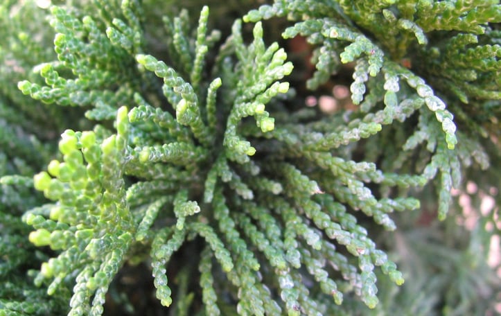 Chamaecyparis obtusa 'Nana Gracilis'