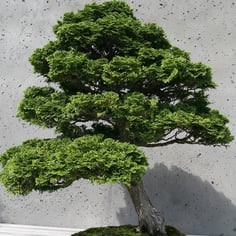 Chamaecyparis obtusa 'Nana Gracilis' 2