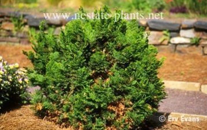 Dwarf Hinoki Cypress