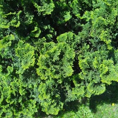 Dwarf Hinoki Cypress 2