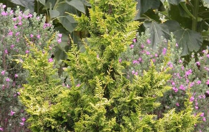Golden Fernleaf Cypress