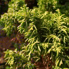 Golden Fernleaf Cypress 2