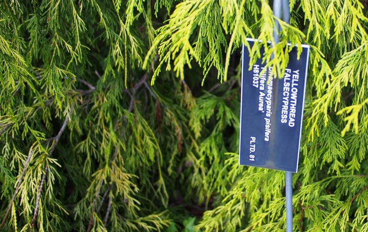 Golden Threadbranch False-cypress