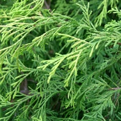 Golden Threadbranch False-cypress 2