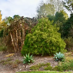 Golden Threadbranch False-cypress 4