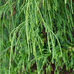 Golden Threadbranch False-cypress 3