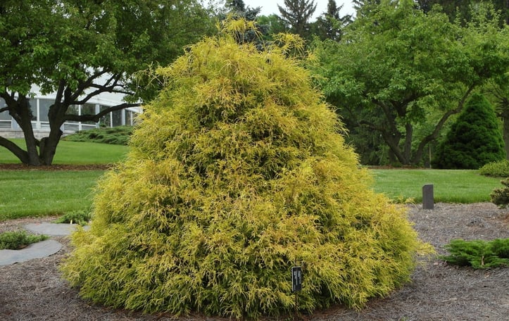 Golden Mop Chamaecyparis