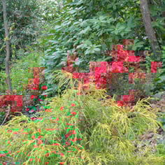 Golden Mop Chamaecyparis 2