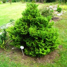 Plumosa Aurea Sawara Cypress 3