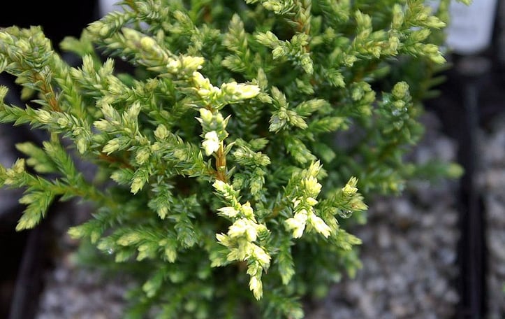 Plumosa Aurea Sawara Cypress