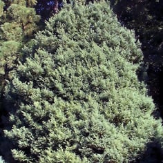 Snow False-cypress 2