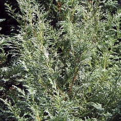 Snow False-cypress 3