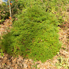 Heatherbun Chamaecyparis 3