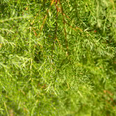 Heatherbun Chamaecyparis 2