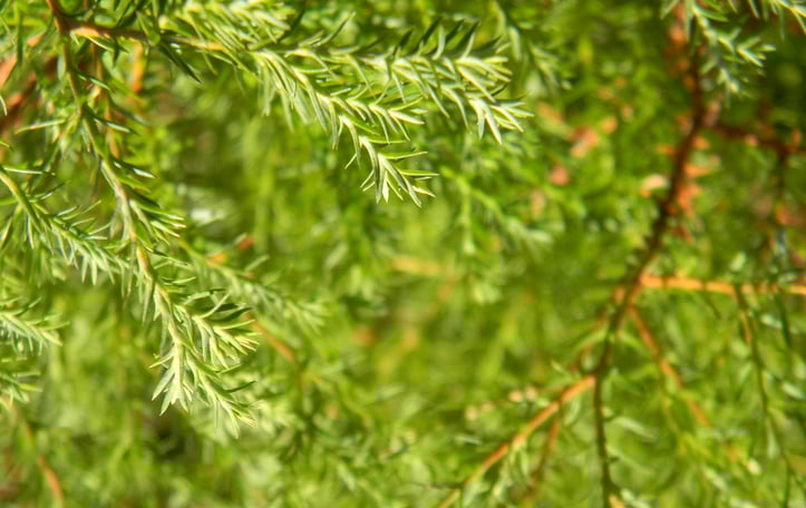 Heatherbun Chamaecyparis