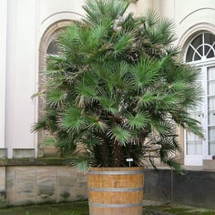 Dwarf Palm 3