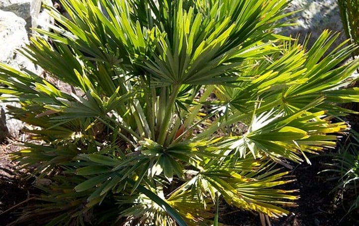 Dwarf Palm