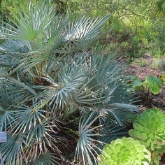 Dwarf Palm 2