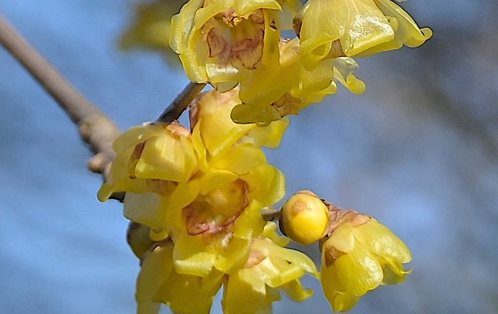 Fragrant Wintersweet
