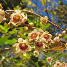 Fragrant Wintersweet 2