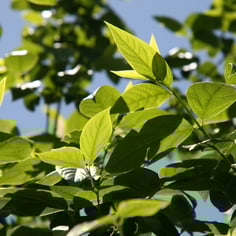 Fragrant Wintersweet 4