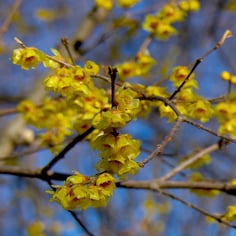 Fragrant Wintersweet 3