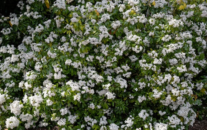 Mexican Mock Orange