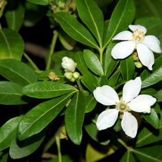 Mexican Mock Orange 2