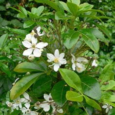 Mexican Mock Orange 3