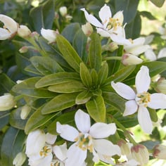 Mexican Mock Orange 4