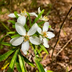 Aztec Pearl Choisya 2