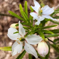 Aztec Pearl Choisya 3