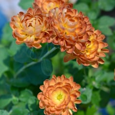 Autumn Mum 3