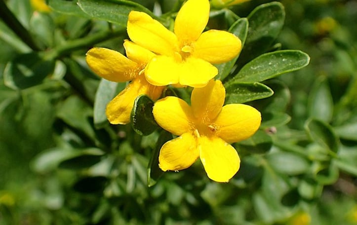 Common Yellow Jasmine