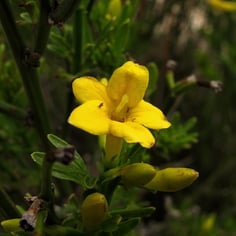 Common Yellow Jasmine 2