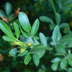 Common Yellow Jasmine 3