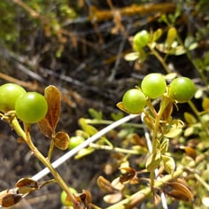 Common Yellow Jasmine 4