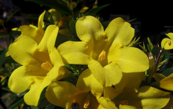Italian Yellow Jasmine
