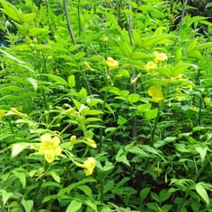 Italian Yellow Jasmine 3