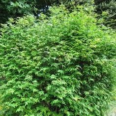 Italian Yellow Jasmine 4