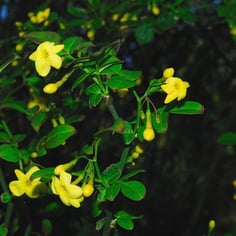 Italian Yellow Jasmine 2