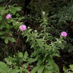 Roadside Thistle 2
