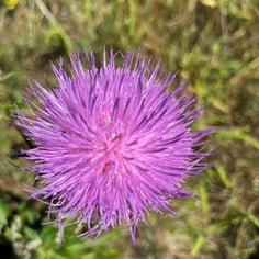 Roadside Thistle 3