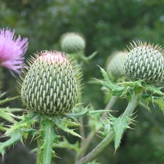Roadside Thistle 4