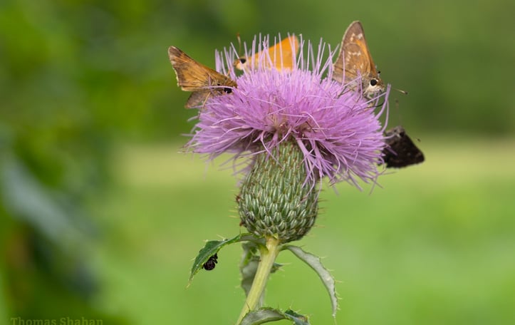 Roadside Thistle