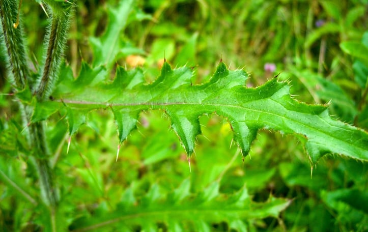 Fragrant Thistle
