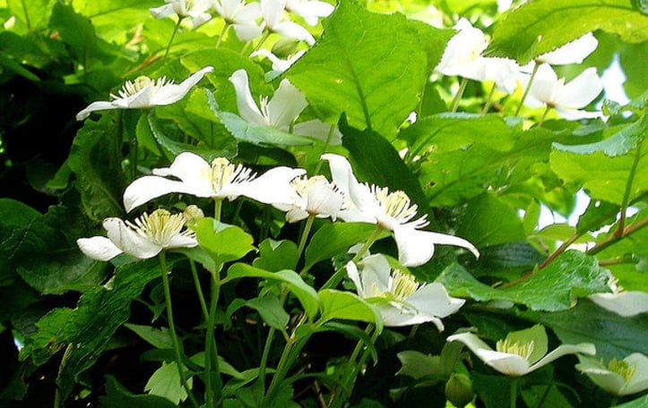 Anemone Clematis