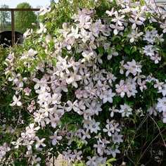 Anemone Clematis 2
