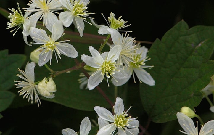 Devil's Darning Needles